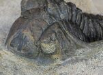 Bargain, Metacanthina (Asteropyge) Trilobite #62077-5